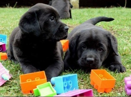 1  labradorv1125.jpg